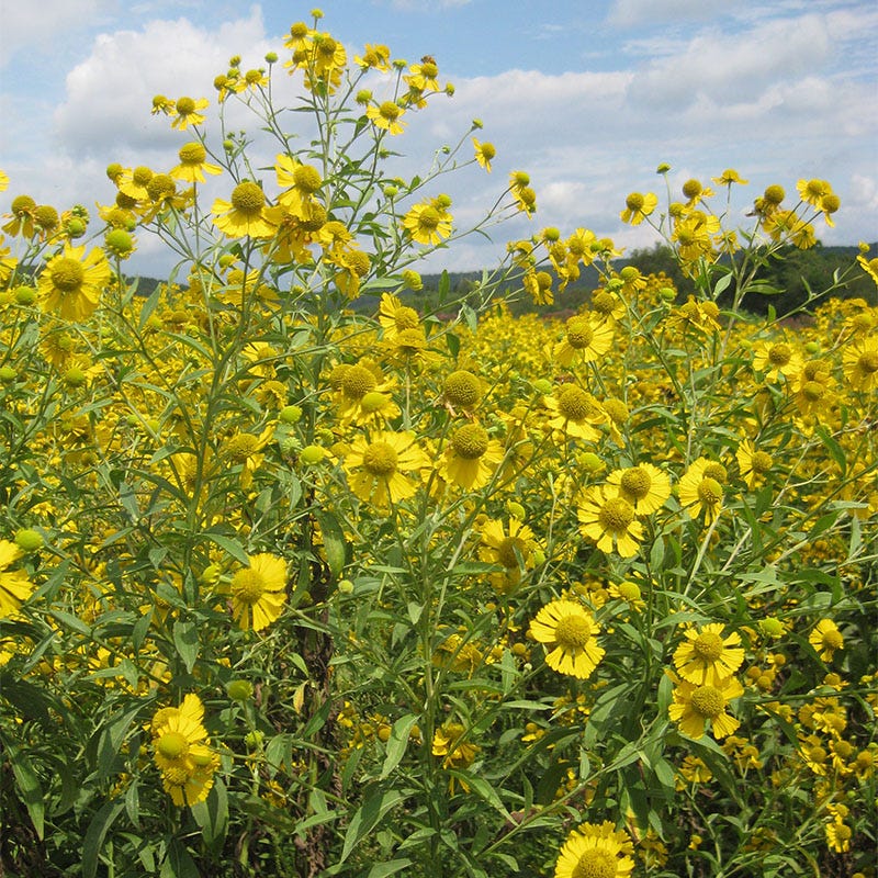 Wet Meadow Wildflower Seed Mix - Image 7