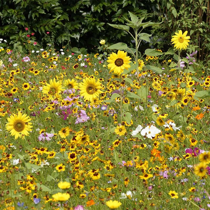 Wildflowers Seed Packet - Image 4
