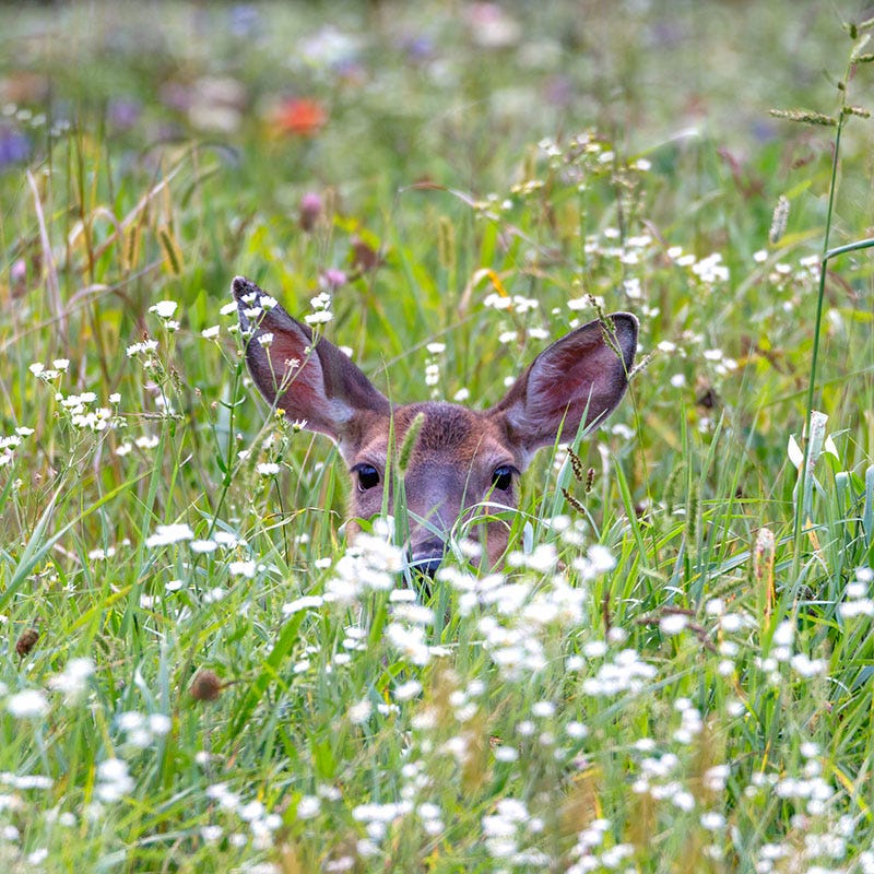 Wildlife Habitat Wildflower Seed Mix - Image 3
