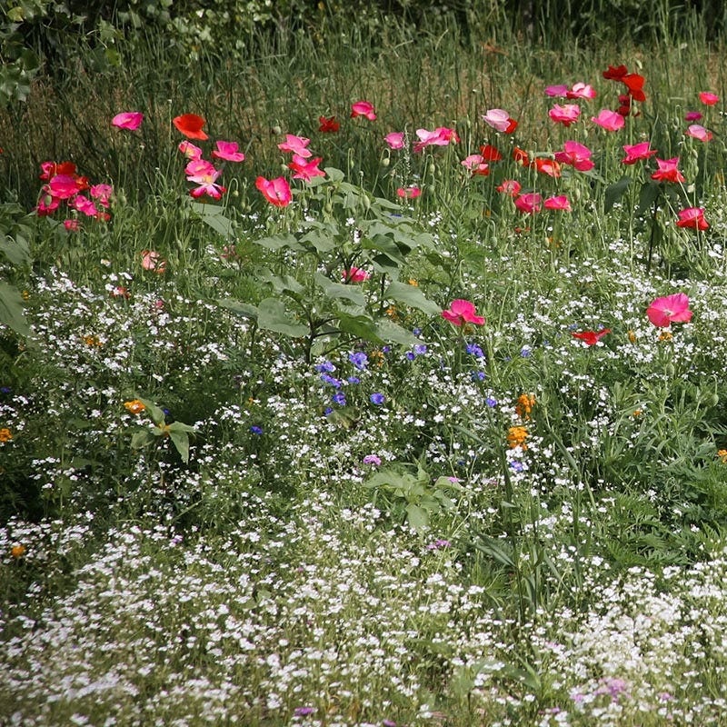 Wildlife Habitat Wildflower Seed Mix - Image 4