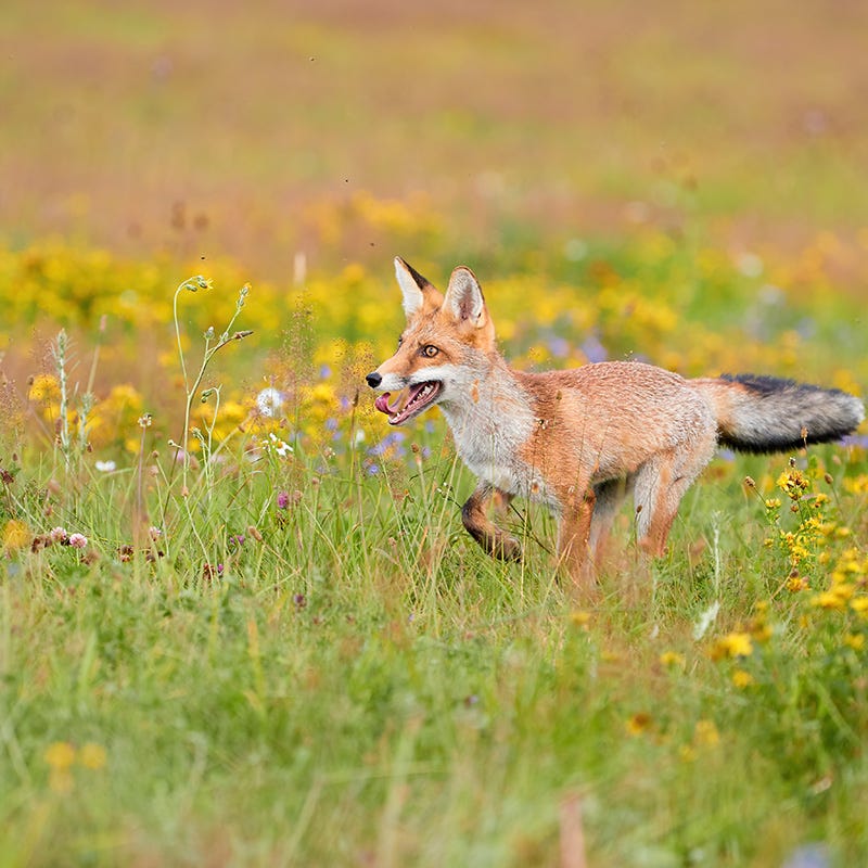 Wildlife Habitat Wildflower Seed Mix - Image 5